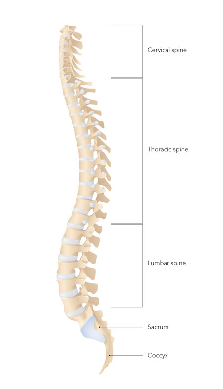 Illustration explaining the anatomy of the spine
